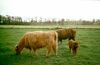 Highland Cattle